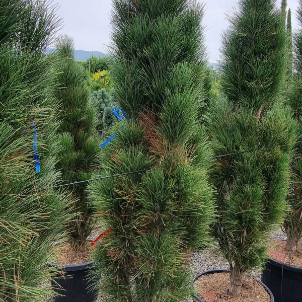 Pinus nigra 'Green Tower' (Stebrasti črni bor)