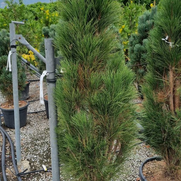 Pinus nigra 'Green Tower' (Stebrasti črni bor)