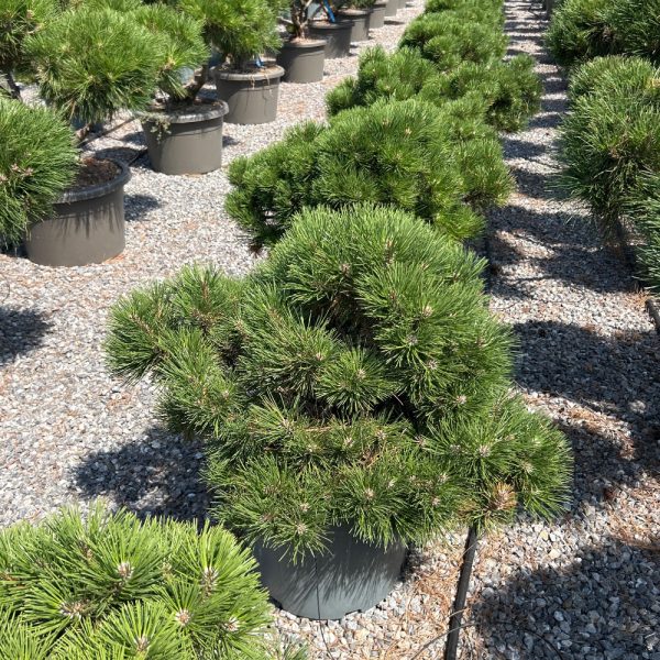 Pinus nigra 'Nana' (Pritlikavi kompaktni črni bor)