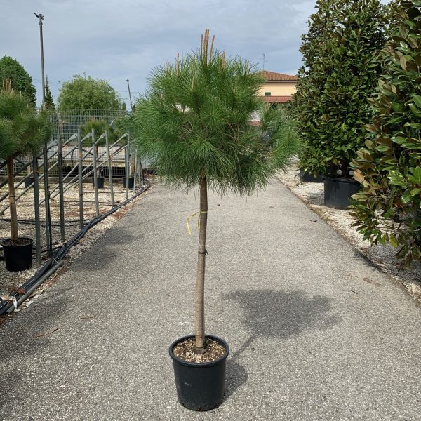 Pinus pinea (Kamniti bor)