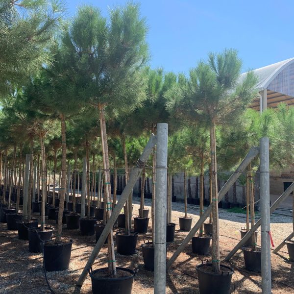 Pinus pinea (Kamniti bor)