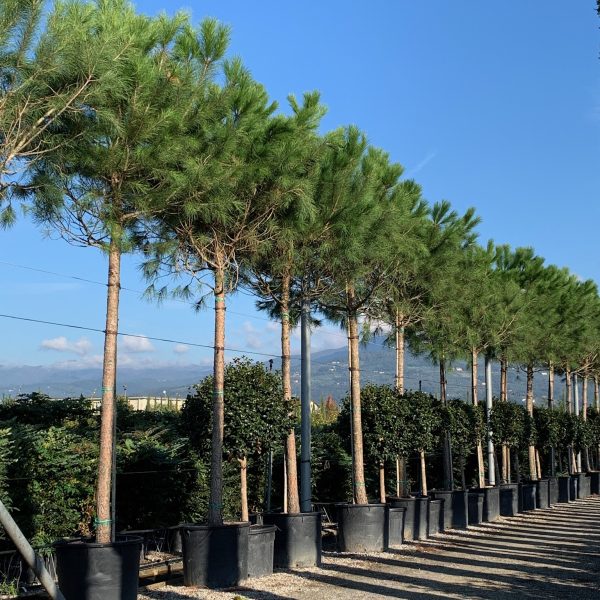 Pinus pinea (Kamniti bor)