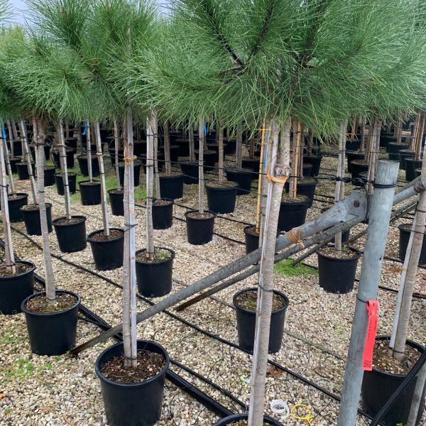 Pinus pinea (Kamniti bor)