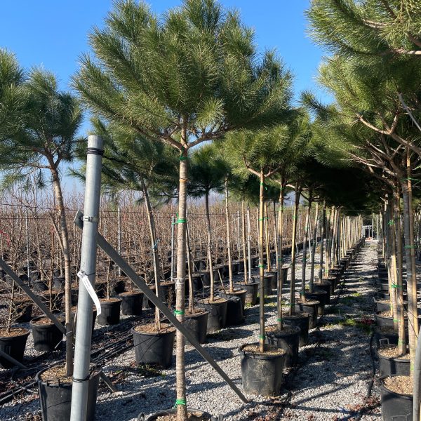 Pinus pinea (Kamniti bor)