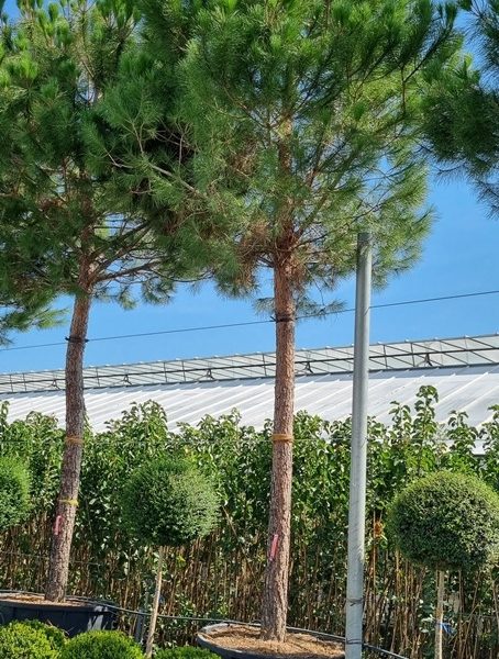 Pinus pinea (Kamniti bor)