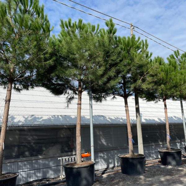 Pinus pinea (Kamniti bor)
