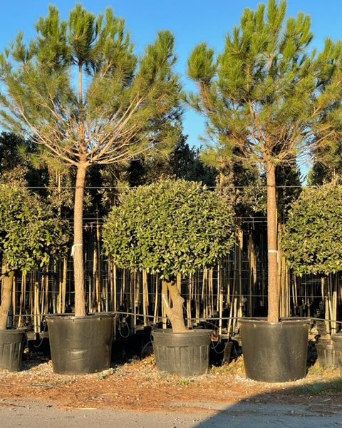 Pinus pinea (Kamniti bor)
