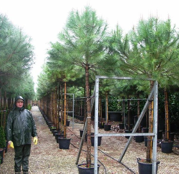 Pinus pinea (Kamniti bor)
