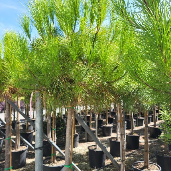 Pinus pinea (Kamniti bor)