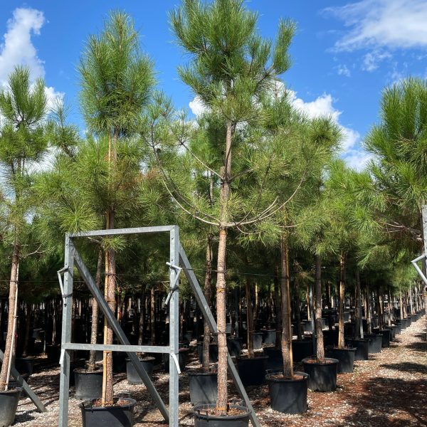 Pinus pinea (Kamniti bor)