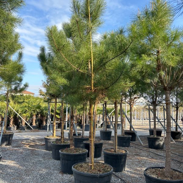 Pinus pinea (Kamniti bor)