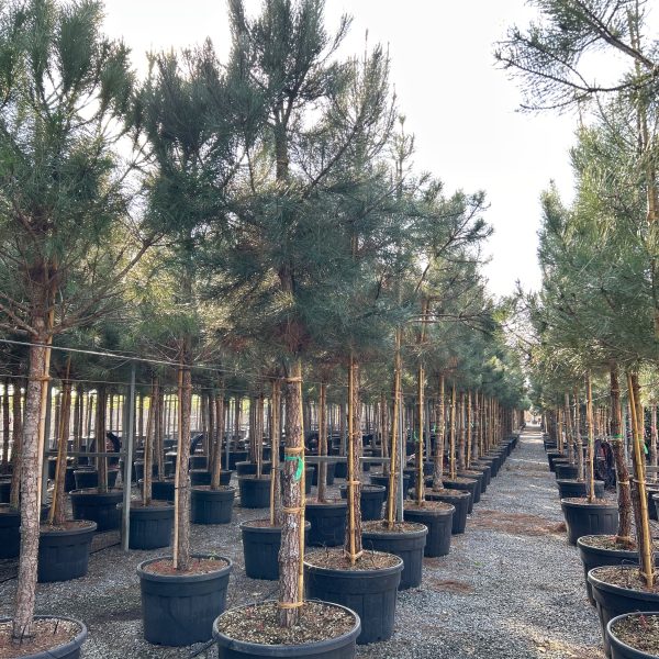 Pinus pinea (Kamniti bor)