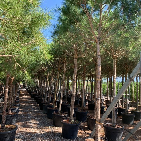 Pinus pinea (Kamniti bor)