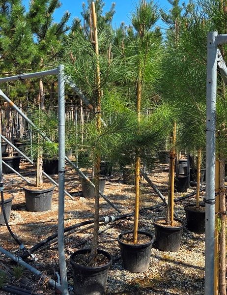 Pinus pinea (Kamniti bor)