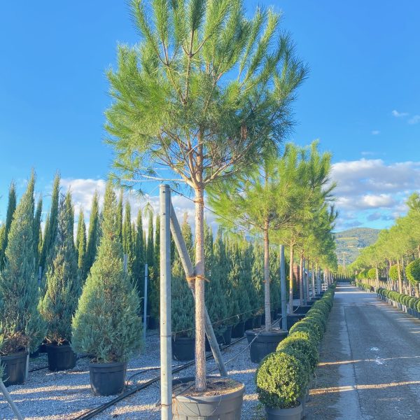 Pinus pinea (Kamniti bor)