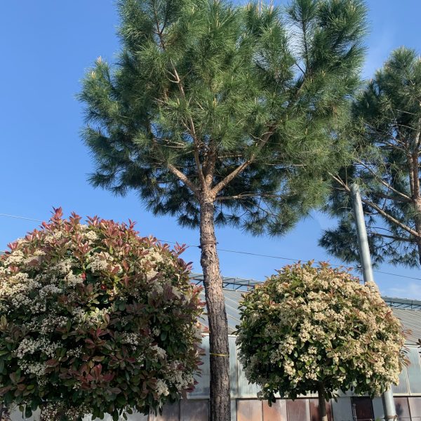 Pinus pinea (Kamniti bor)