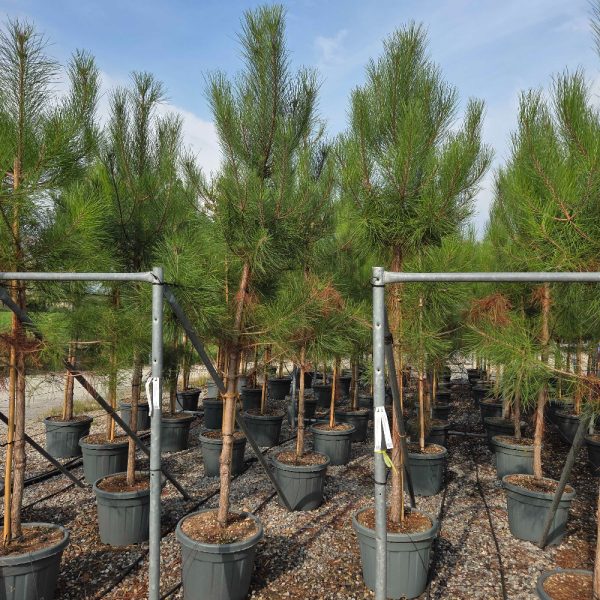 Pinus pinea (Pinija Sredozemski bor)