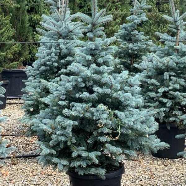 Picea pungens 'Fat Albert' (Srebrna bodeča smreka)