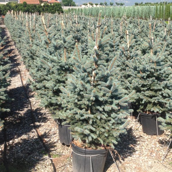Picea pungens 'Fat Albert' (Srebrna bodeča smreka)
