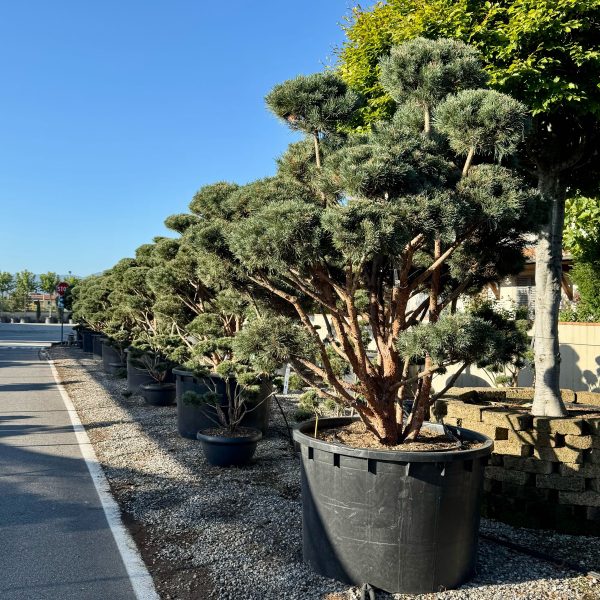 Pinus syly. 'Watereri'  (Kompaktni rdeči bor POM-PON)