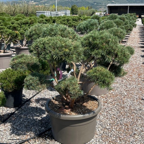 Pinus syly. 'Watereri'  (Kompaktni rdeči bor POM-PON)