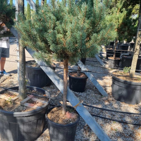 Pinus sylvestris 'Watereri' (Kompaktni rdeči bor na steblu)