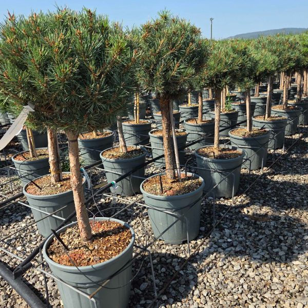 Pinus sylvestris 'Watereri' (Kompaktni rdeči bor na steblu)