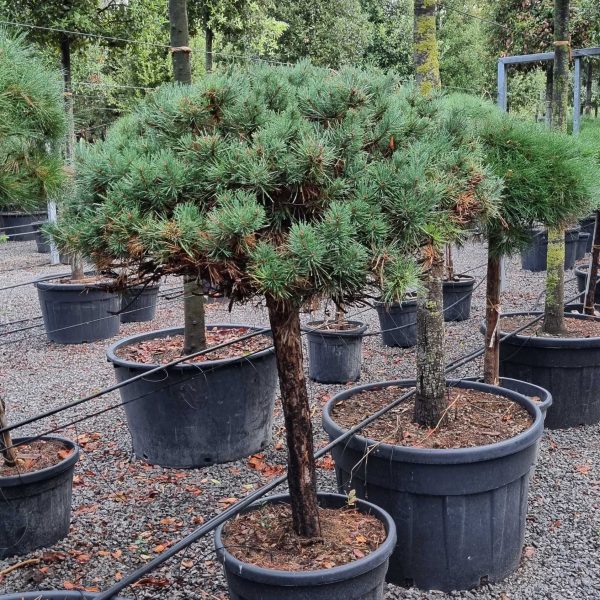Pinus sylvestris 'Watereri' (Kompaktni rdeči bor na steblu)