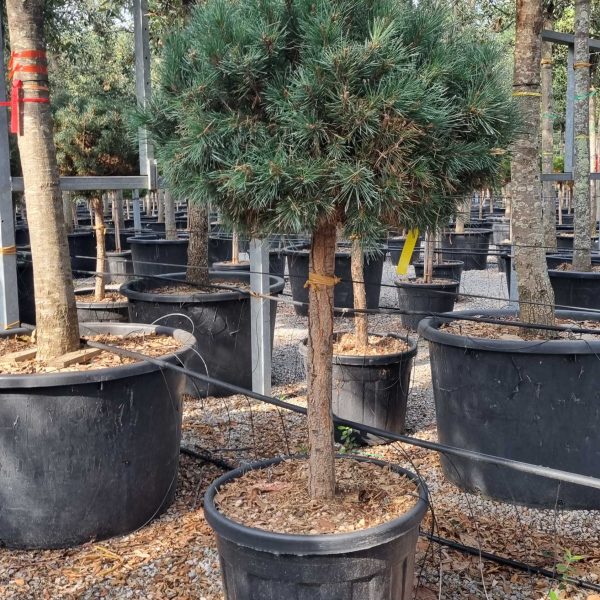 Pinus sylvestris 'Watereri' (Kompaktni rdeči bor na steblu)