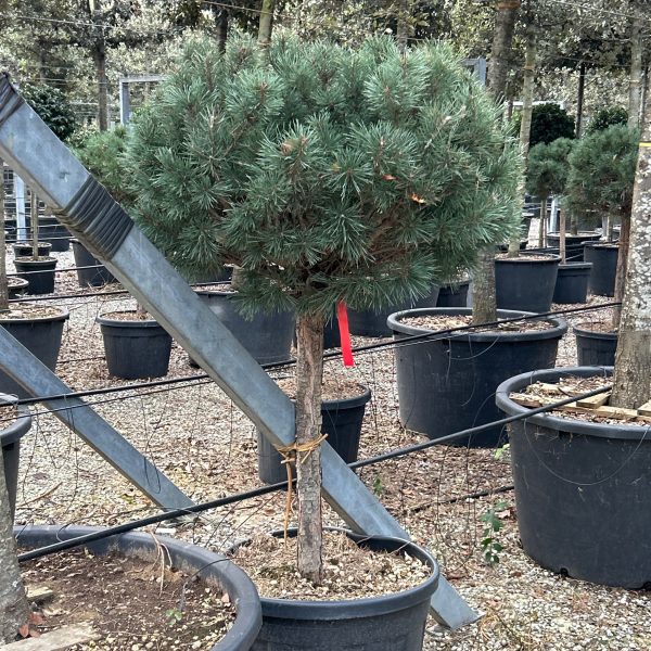 Pinus sylvestris 'Watereri' (Kompaktni rdeči bor na steblu)