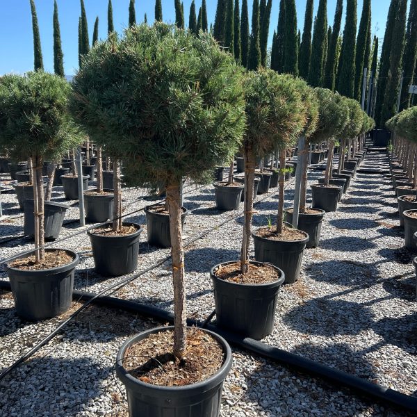 Pinus sylvestris 'Watereri' (Kompaktni rdeči bor na steblu)