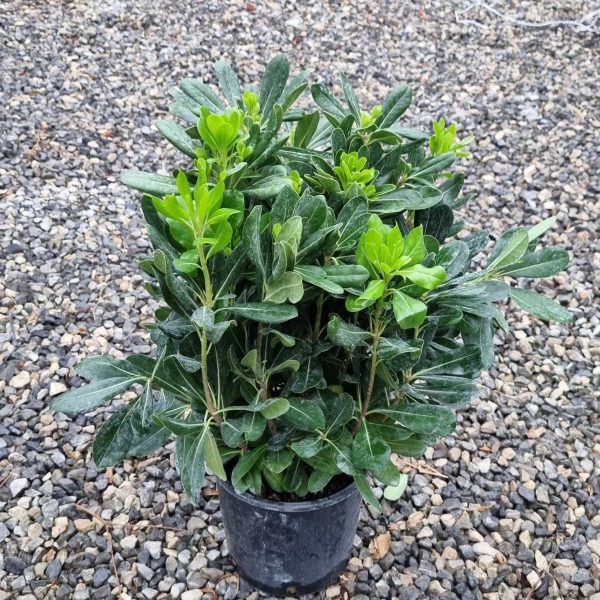 Pittosporum tobira (Pitospor)