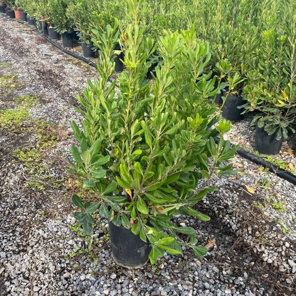 Pittosporum tobira (Pitospor)