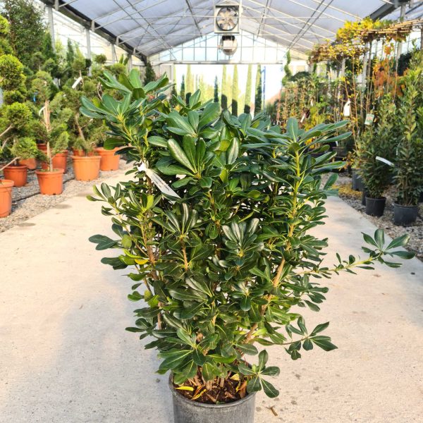 Pittosporum tobira PITO-I-8051838189858