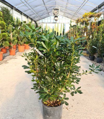 Pittosporum tobira PITO-I-8051838189858