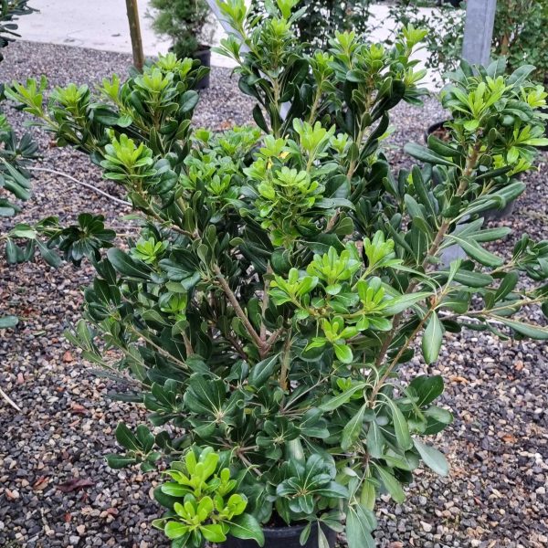Pittosporum tobira (Pitospor)