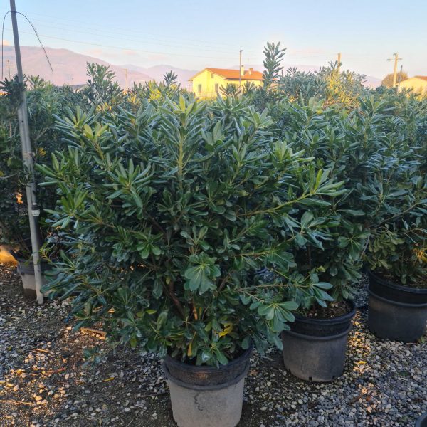 Pittosporum tobira (Pitospor)
