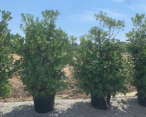 Pittosporum tobira (Pitospor)