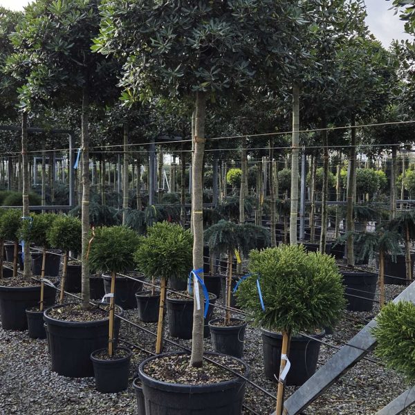 Pittosporum tobira (Pitospor)