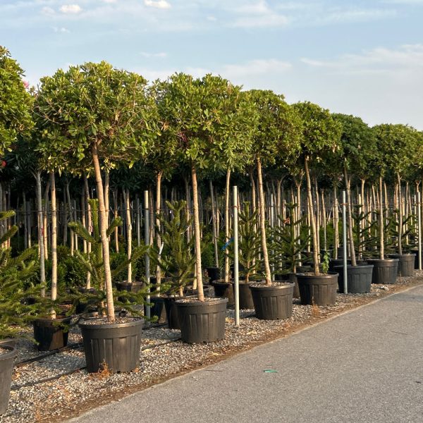 Pittosporum tobira (Pitospor)