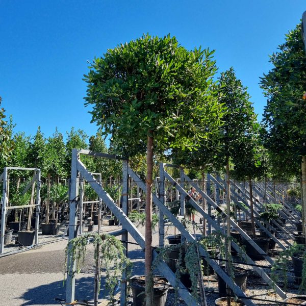 Pittosporum tobira (Pitospor)