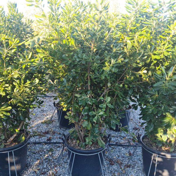 Pittosporum tobira (Pitospor)