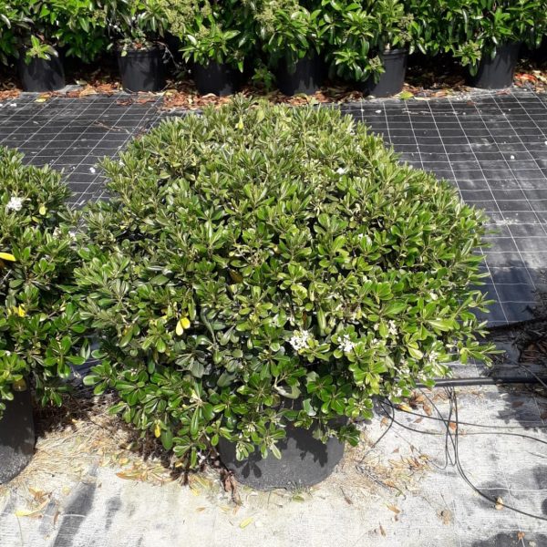 Pittosporum tobira 'Nanum' (Lepljivec)