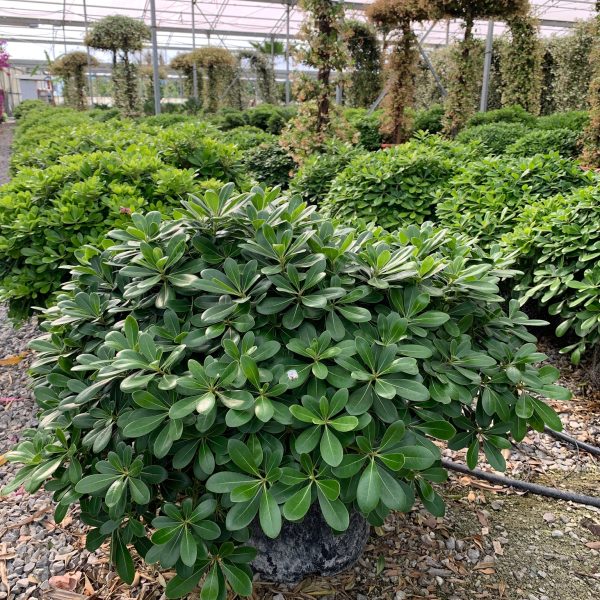 Pittosporum tobira 'Nanum' (Lepljivec)