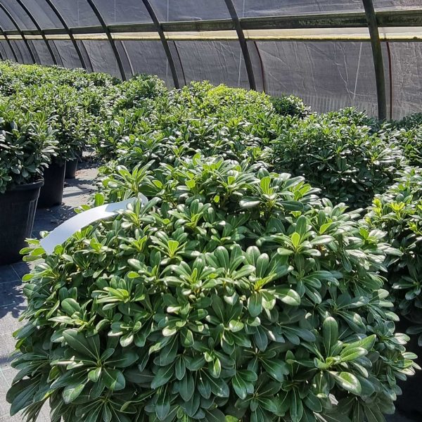 Pittosporum tobira 'Nanum' (Lepljivec)