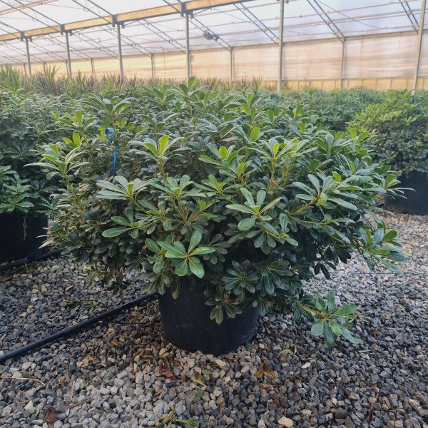 Pittosporum tobira 'Nanum' (Lepljivec)