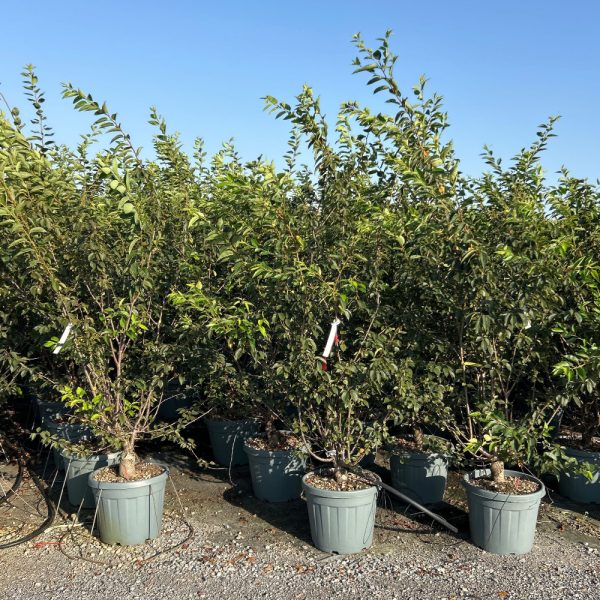 Prunus 'Accolade' (Češnja)