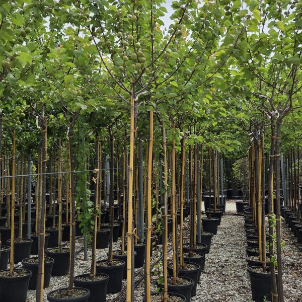 Prunus armeniaca 'ROUGE DU ROUSSILLON'