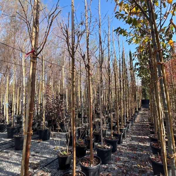 Prunus maackii 'AMBER BEAUTY'