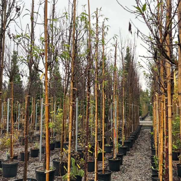 Prunus serrula (Tibetanska češnja)